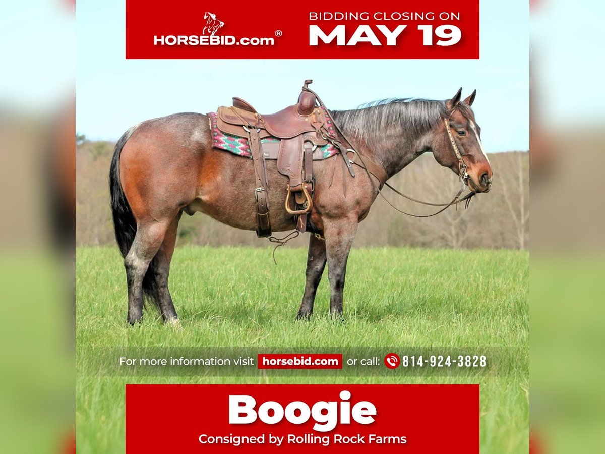 American Quarter Horse Wallach 10 Jahre 147 cm Roan-Bay in Clarion, PA