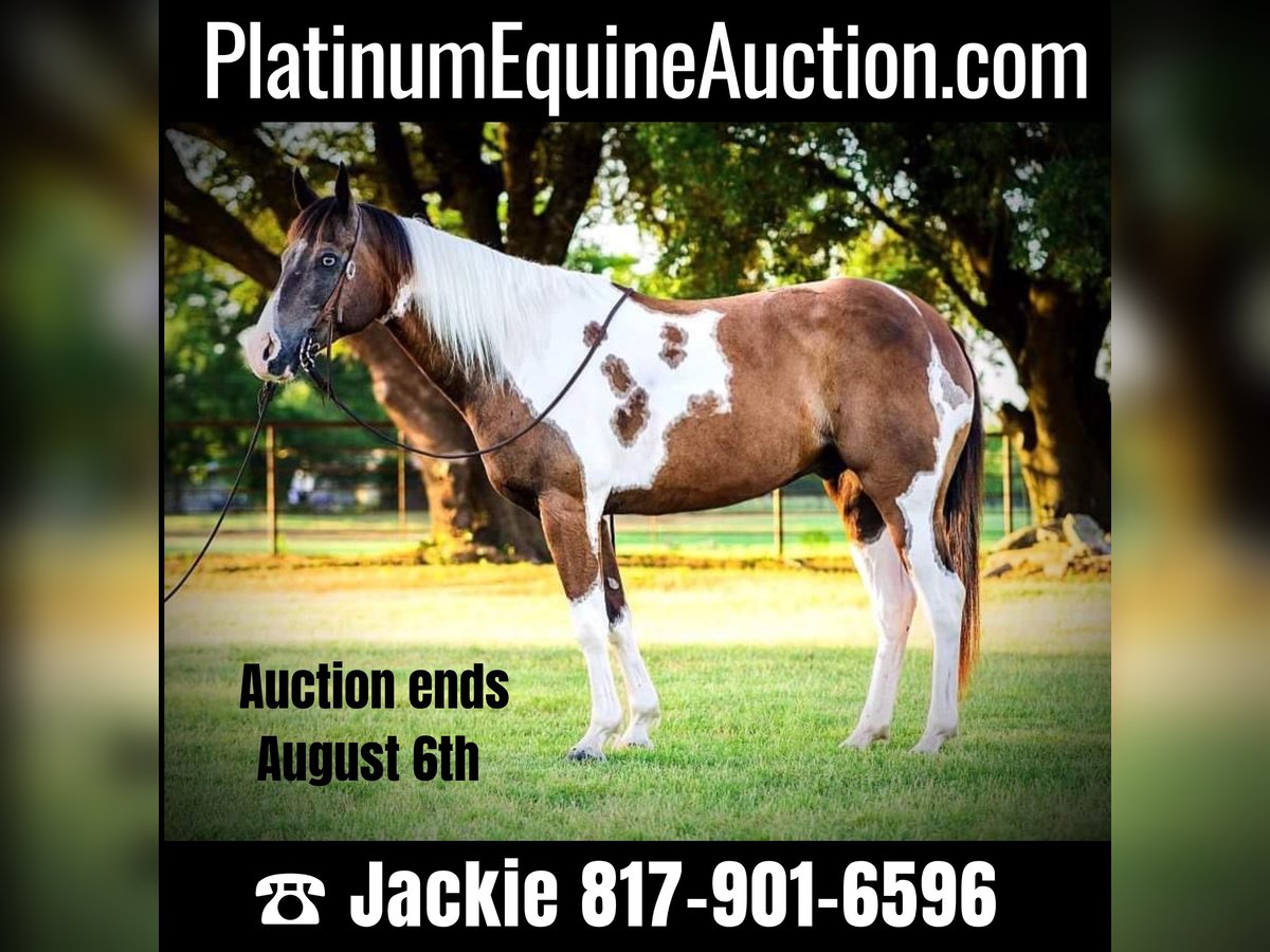 American Quarter Horse Wallach 10 Jahre 147 cm Tobiano-alle-Farben in Lipton TX