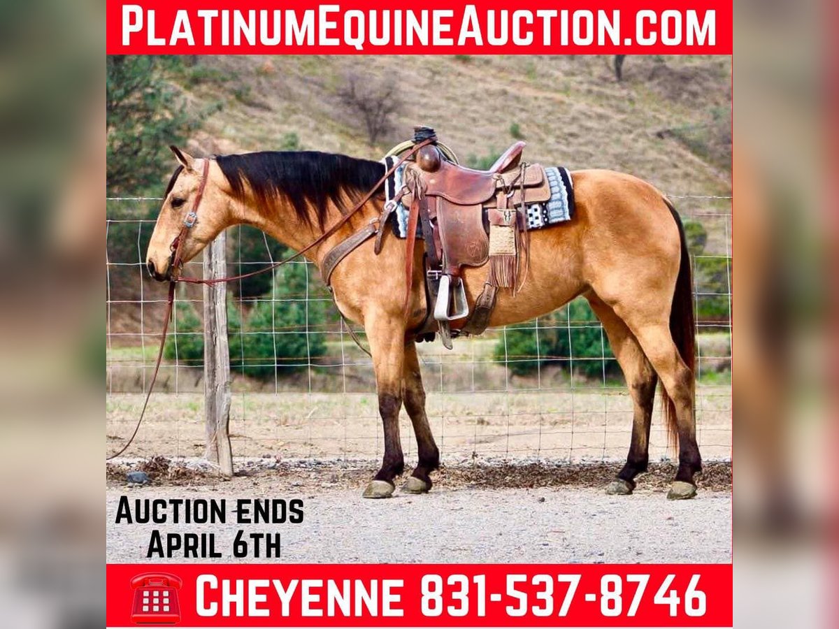 American Quarter Horse Wallach 10 Jahre 147 cm in Bitterwater CA