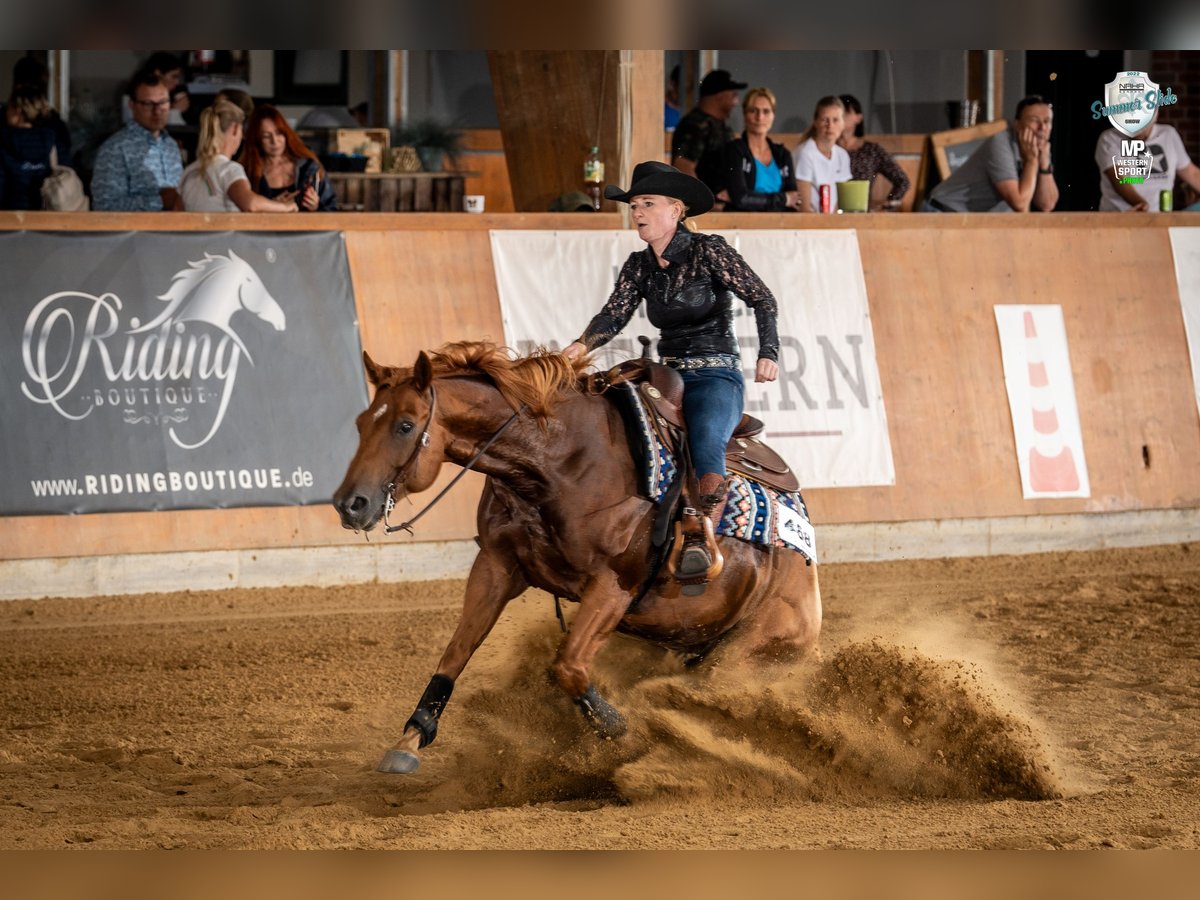 American Quarter Horse Wallach 10 Jahre 148 cm Fuchs in Hünxe