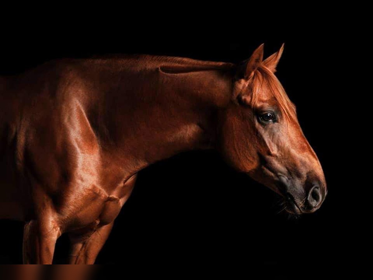 American Quarter Horse Wallach 10 Jahre 148 cm Fuchs in H&#xFC;nxe
