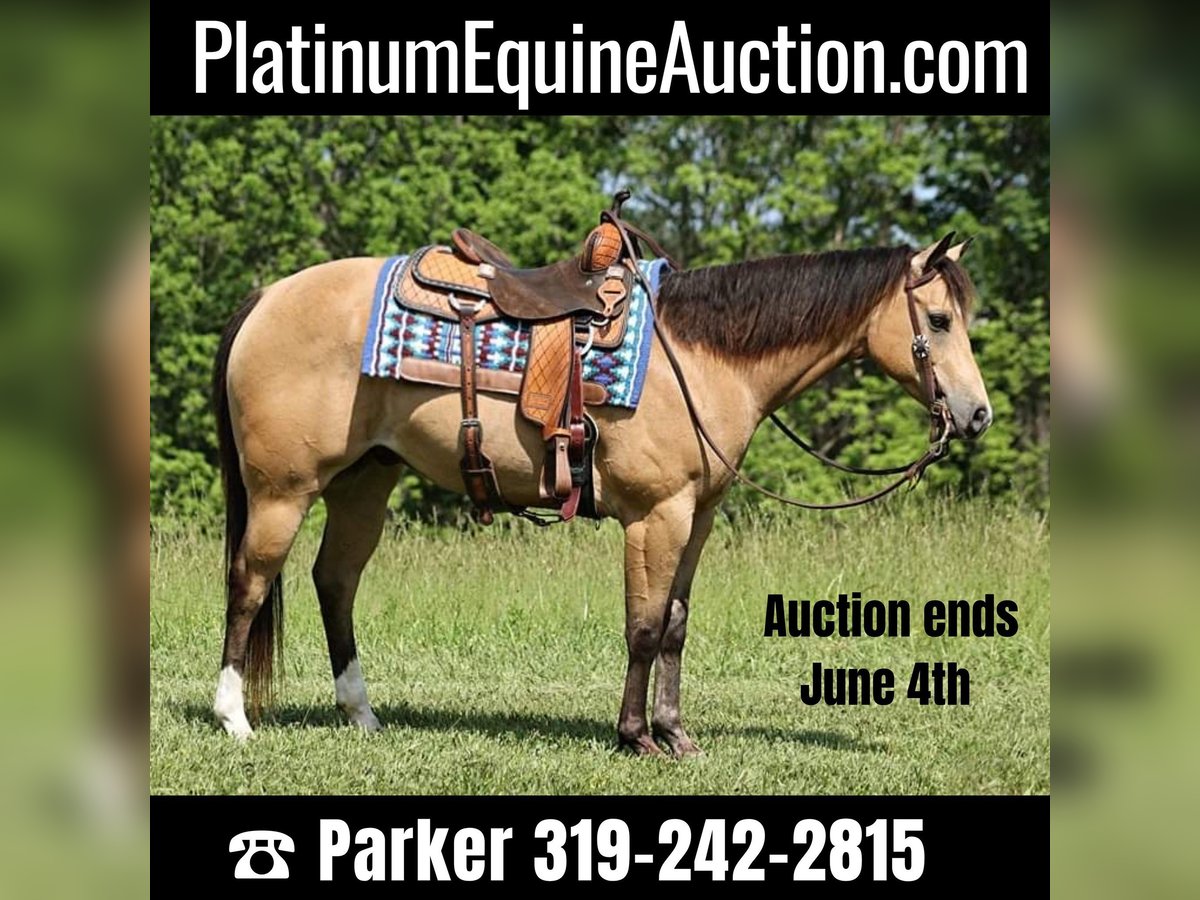 American Quarter Horse Wallach 10 Jahre 150 cm Buckskin in Somerset Ky