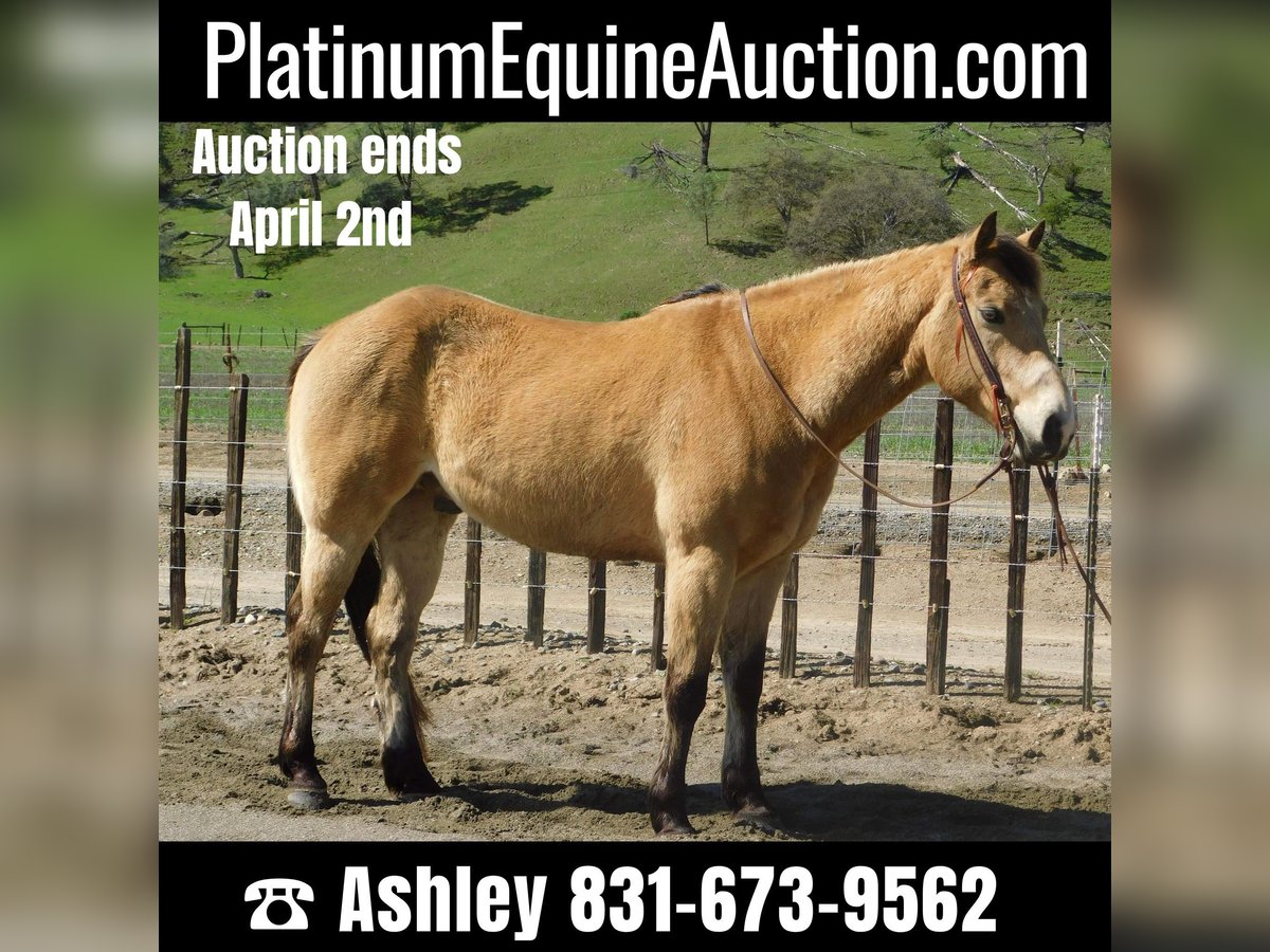 American Quarter Horse Wallach 10 Jahre 152 cm Buckskin in Paicines CA