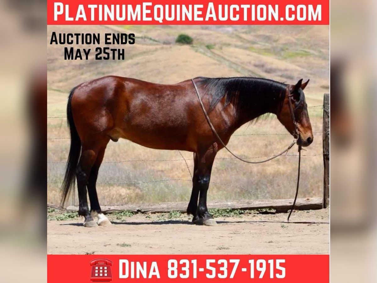 American Quarter Horse Wallach 10 Jahre 152 cm Buckskin in Clarion PA