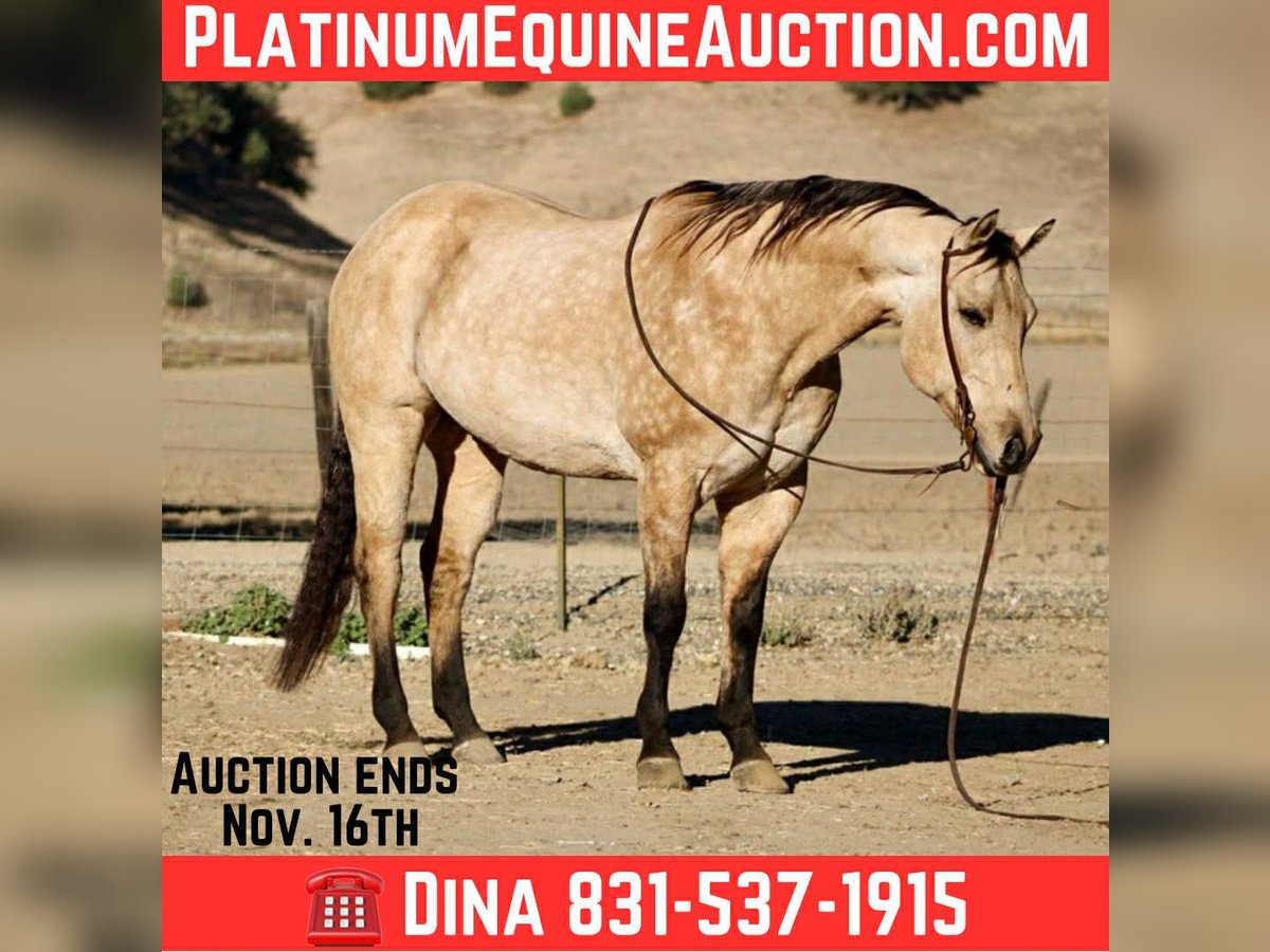 American Quarter Horse Wallach 10 Jahre 152 cm Buckskin in Paicines CA