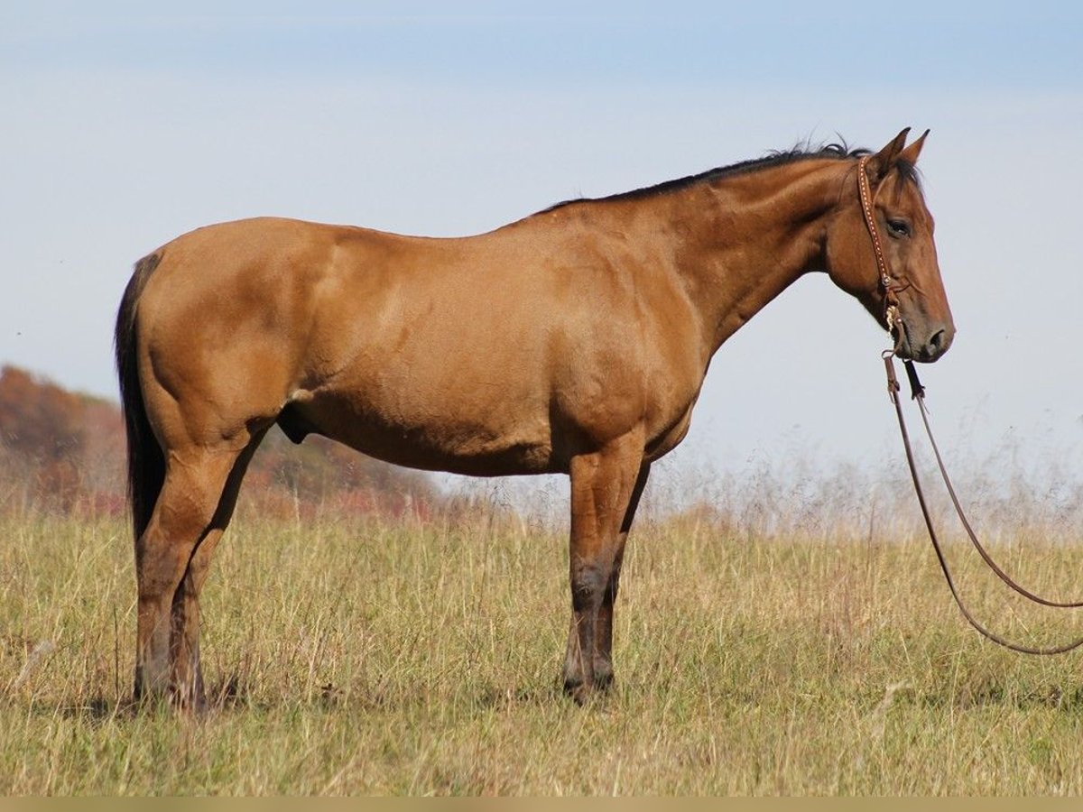 American Quarter Horse Wallach 10 Jahre 152 cm Falbe in Mount Vernon KY
