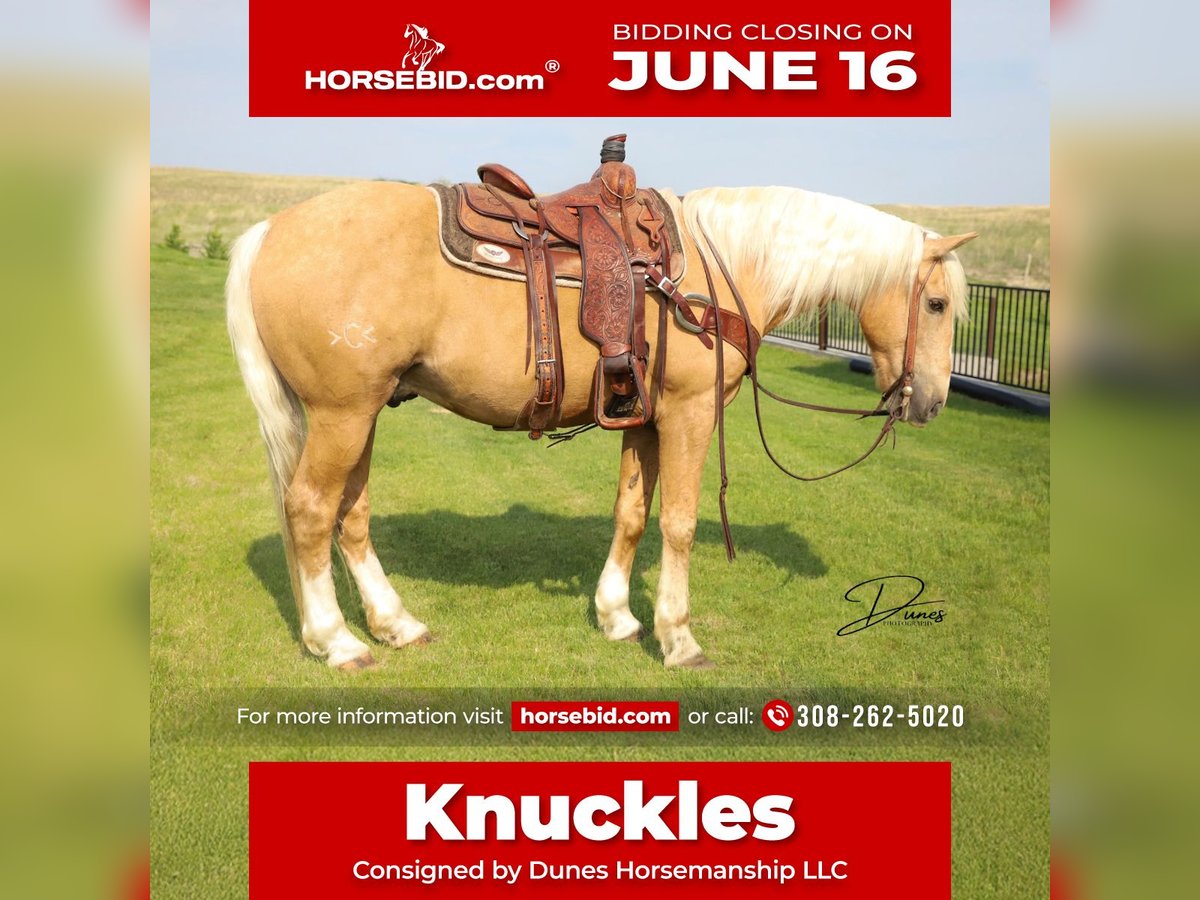 American Quarter Horse Mix Wallach 10 Jahre 152 cm Palomino in Thedford, NE
