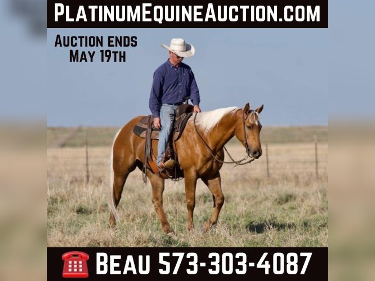 American Quarter Horse Wallach 10 Jahre 152 cm Palomino in Sweet Springs MO