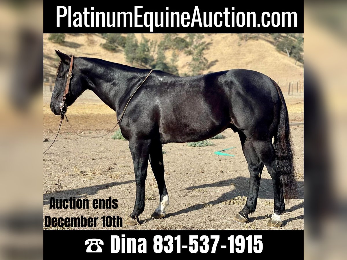 American Quarter Horse Wallach 10 Jahre 152 cm Rappe in Paicines, CA