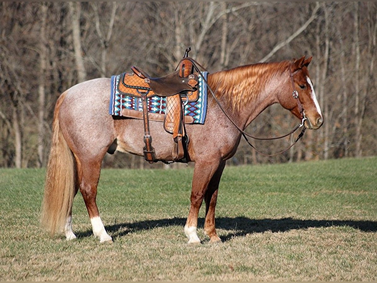 American Quarter Horse Wallach 10 Jahre 152 cm Roan-Bay in Mount Vernon