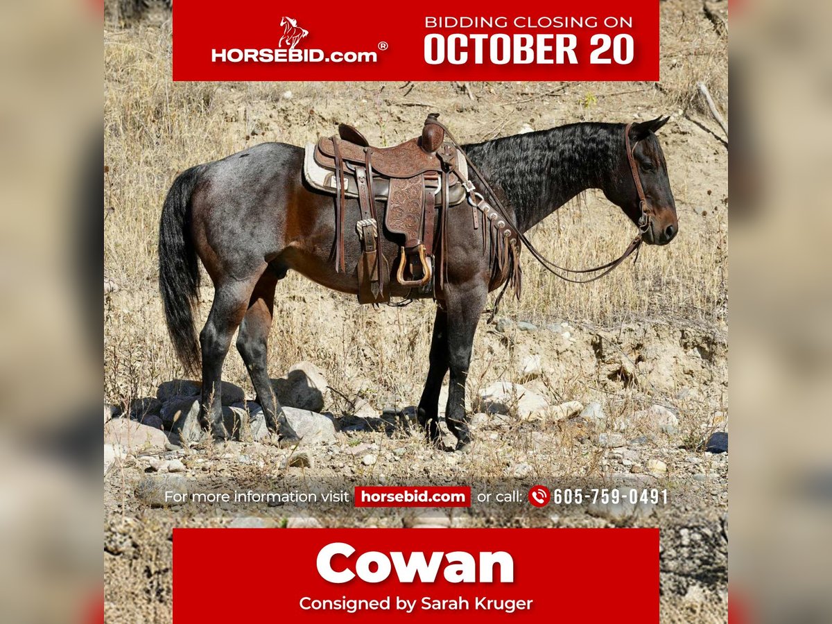 American Quarter Horse Wallach 10 Jahre 152 cm Roan-Bay in Brandon