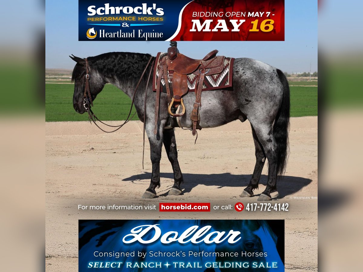 American Quarter Horse Wallach 10 Jahre 152 cm Roan-Blue in Buckeye, AZ