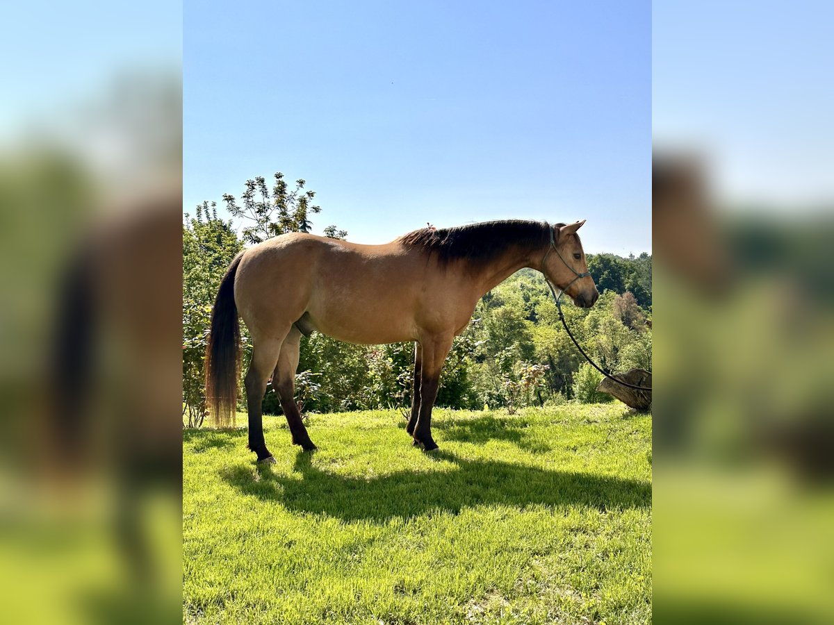 American Quarter Horse Wallach 10 Jahre 152 cm in Cortazzone