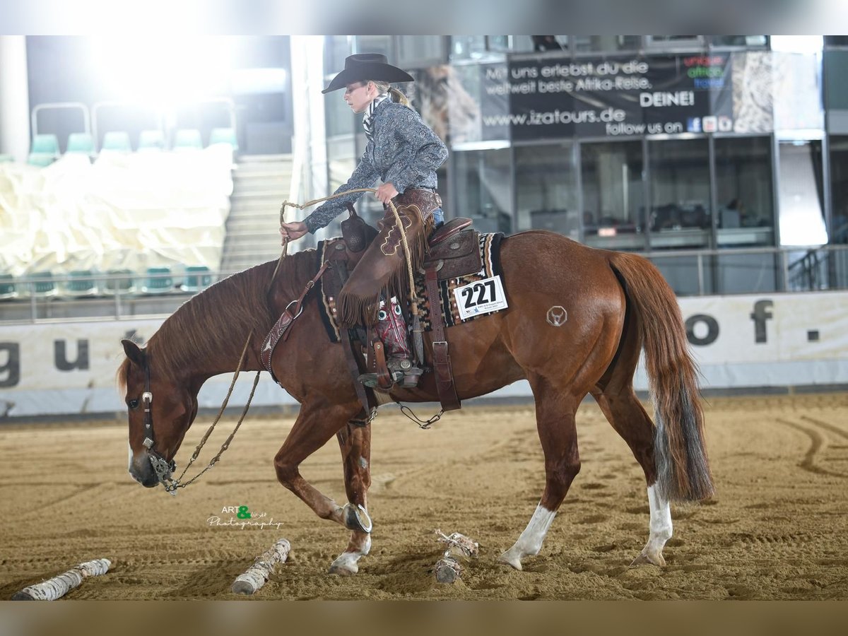 American Quarter Horse Wallach 10 Jahre 153 cm Fuchs in B&#xFC;ttelborn