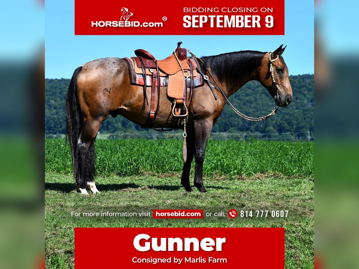 American Quarter Horse Wallach 10 Jahre 155 cm Buckskin in Rebersburg, PA