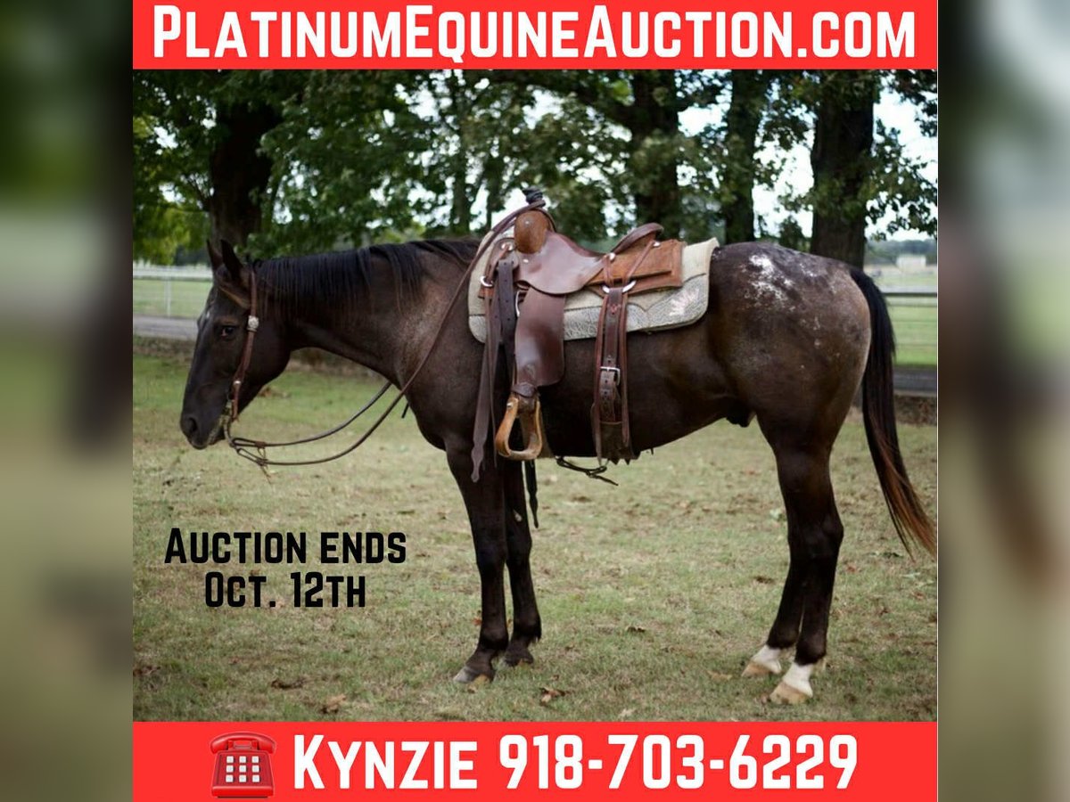 American Quarter Horse Wallach 10 Jahre 155 cm Rappe in Sallisaw OK
