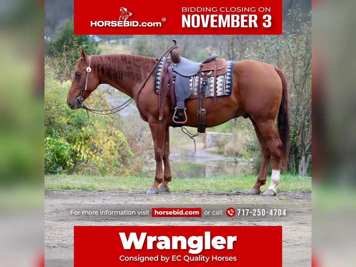 American Quarter Horse Wallach 10 Jahre 155 cm Rotfuchs in Beaver Springs American Quarter Horse Wallach 10 Jahre 155 cm Rotfuchs in Beaver Springs