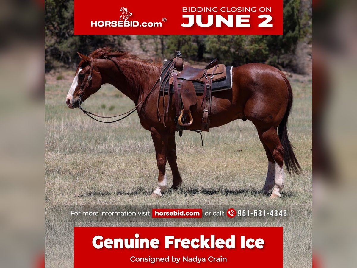American Quarter Horse Wallach 10 Jahre 155 cm Rotfuchs in Camp Verde, AZ