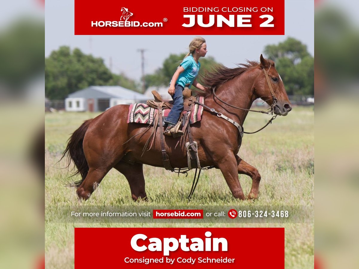 American Quarter Horse Wallach 10 Jahre 155 cm Rotfuchs in Canyon, TX