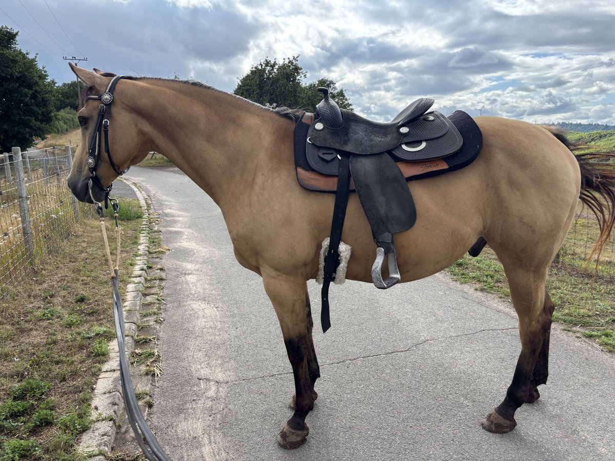 American Quarter Horse Wallach 10 Jahre 156 cm Buckskin in H&#xF6;ringen
