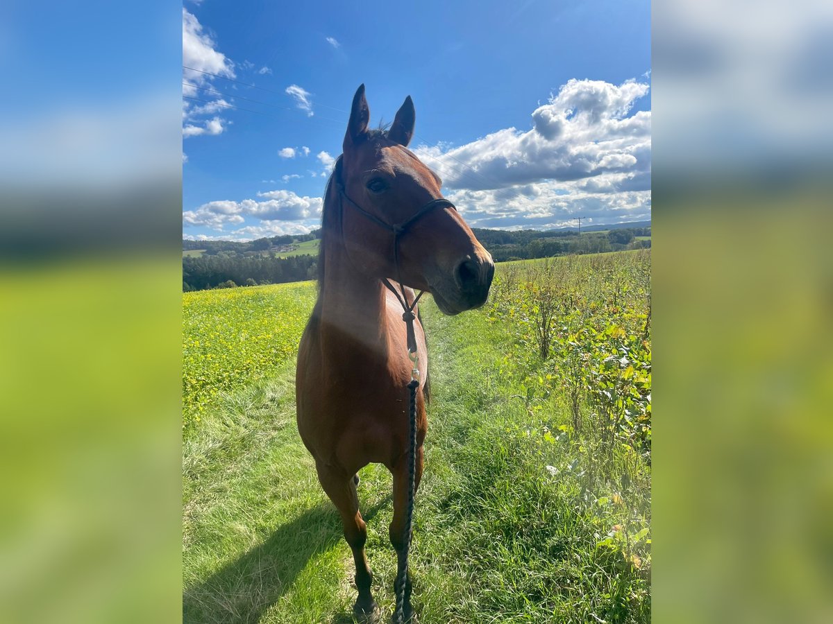 American Quarter Horse Mix Wallach 10 Jahre 157 cm Brauner in Bruck in der Oberpfalz