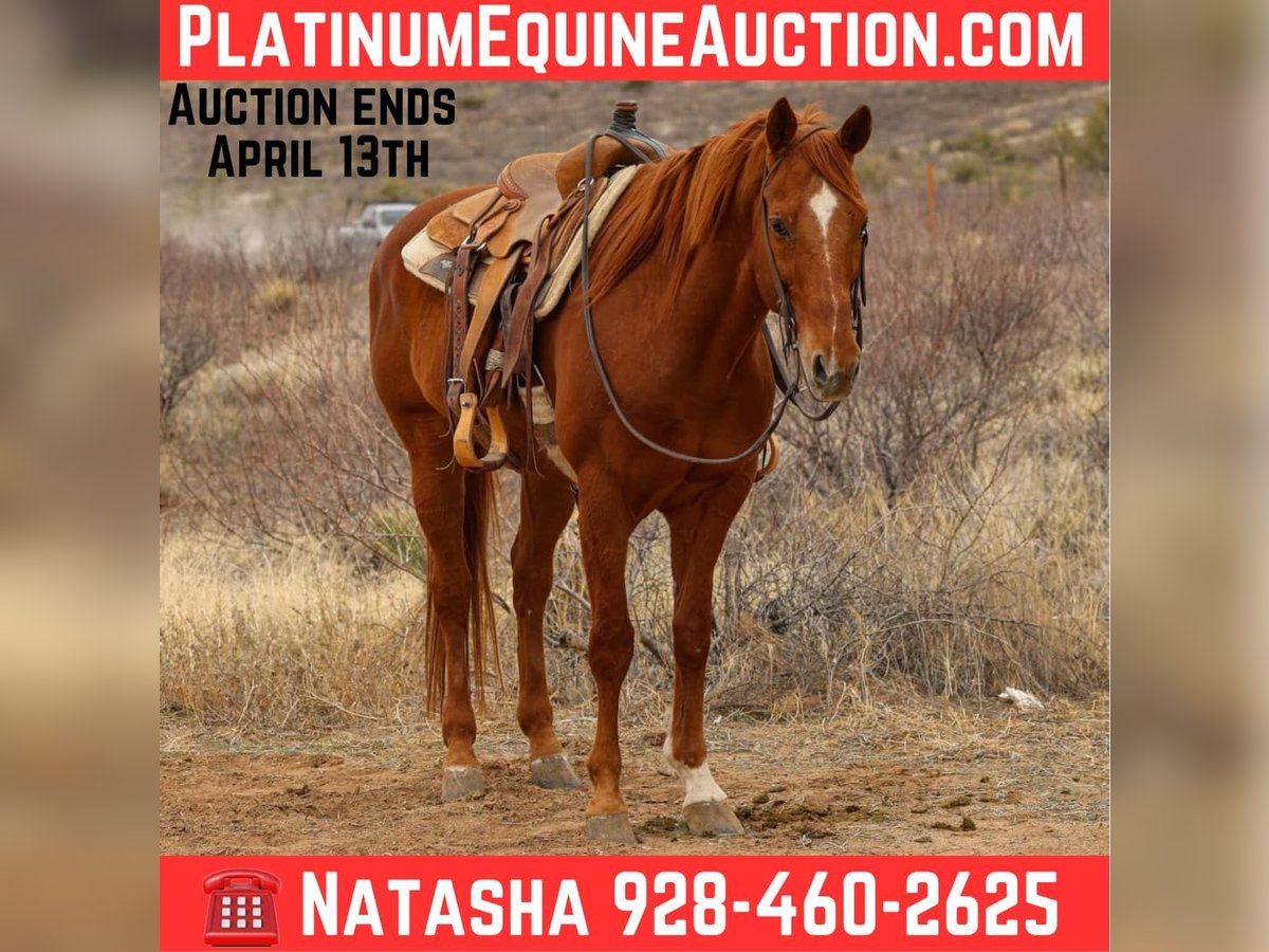 American Quarter Horse Wallach 10 Jahre 157 cm Dunkelfuchs in Camp Verde, AZ