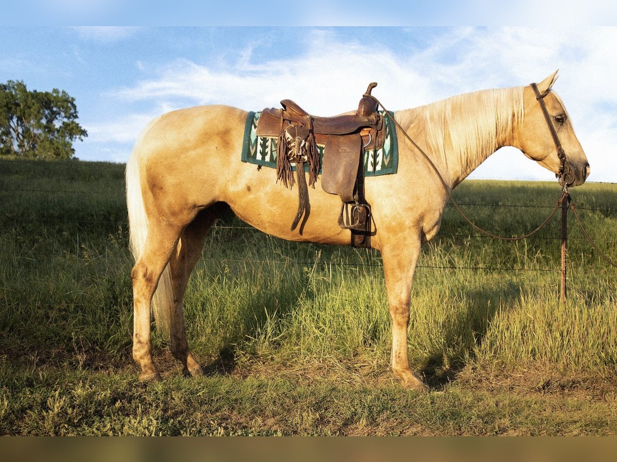 American Quarter Horse Wallach 10 Jahre 157 cm Palomino in Battle Creek
