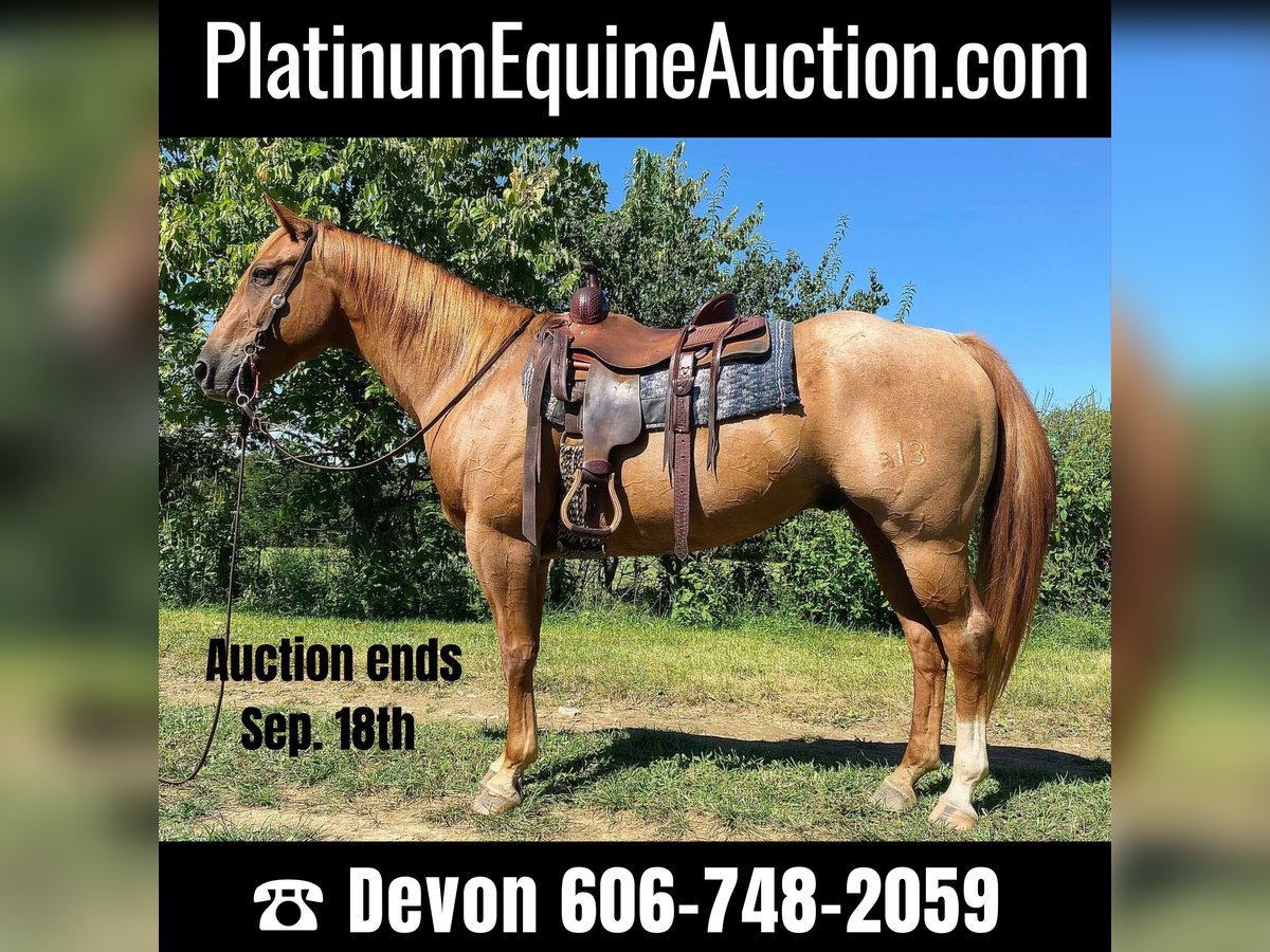 American Quarter Horse Wallach 10 Jahre 157 cm Roan-Red in wallingford Ky