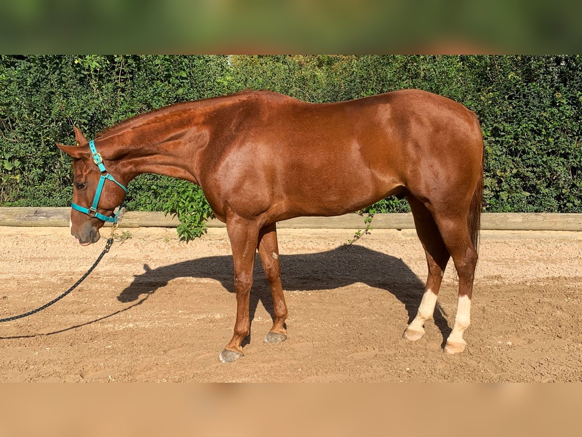 American Quarter Horse Wallach 10 Jahre 158 cm Fuchs in Altenriet