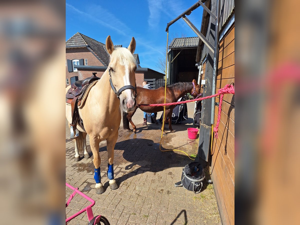 American Quarter Horse Wallach 10 Jahre 158 cm Palomino in Putten