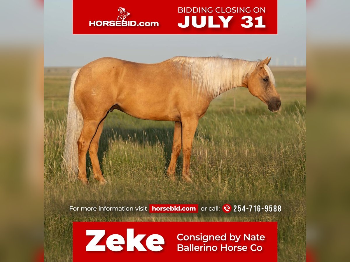 American Quarter Horse Wallach 10 Jahre 160 cm Palomino in Waco, TX