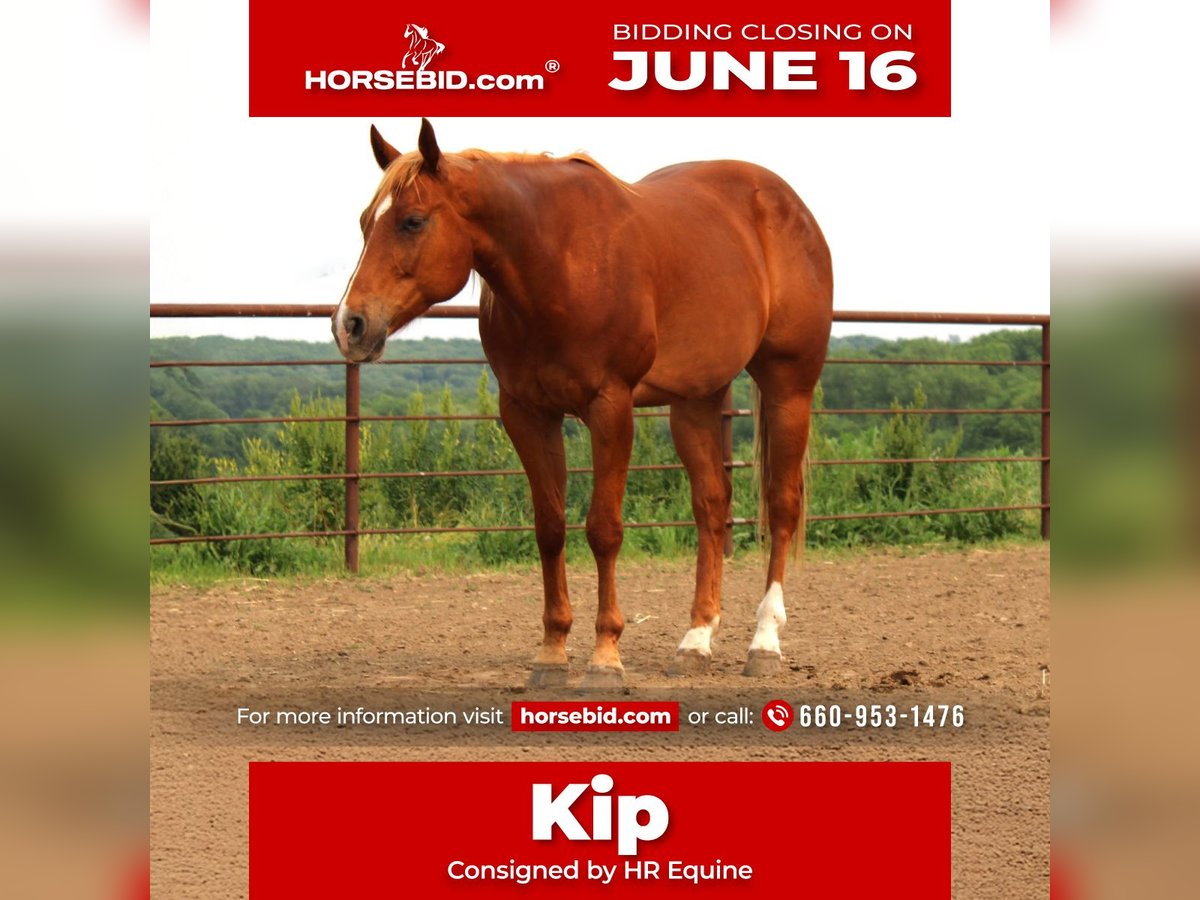 American Quarter Horse Mix Wallach 10 Jahre 160 cm Rotfuchs in Princeton, MO