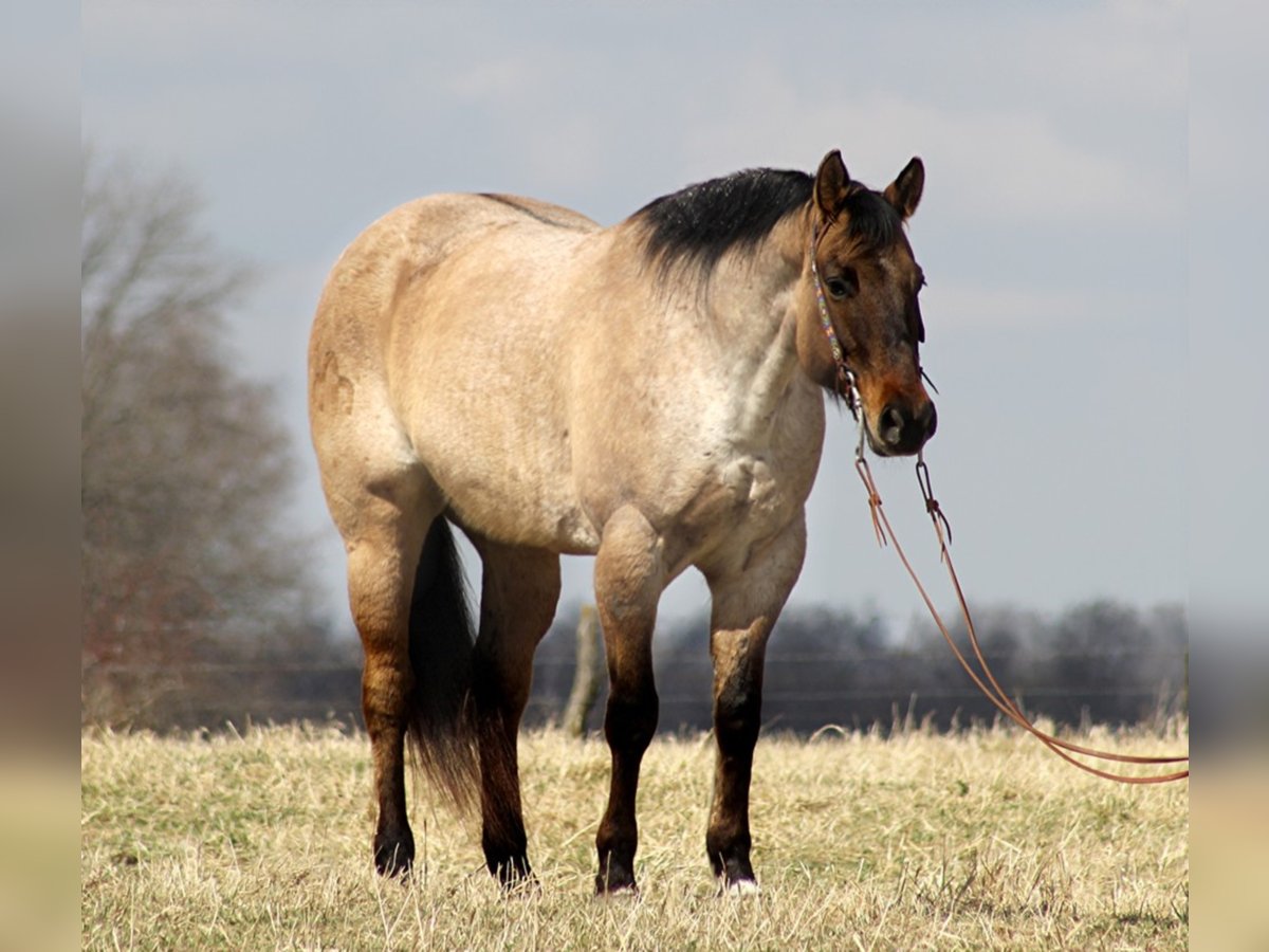 American Quarter Horse Wallach 10 Jahre 163 cm Falbe in Mount Vernon KY