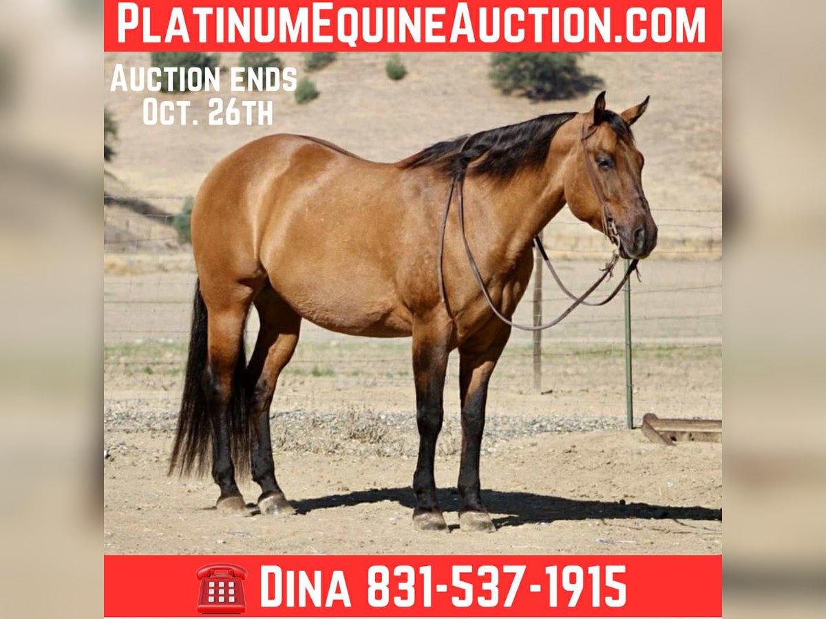 American Quarter Horse Wallach 10 Jahre 163 cm Falbe in Paicines CA
