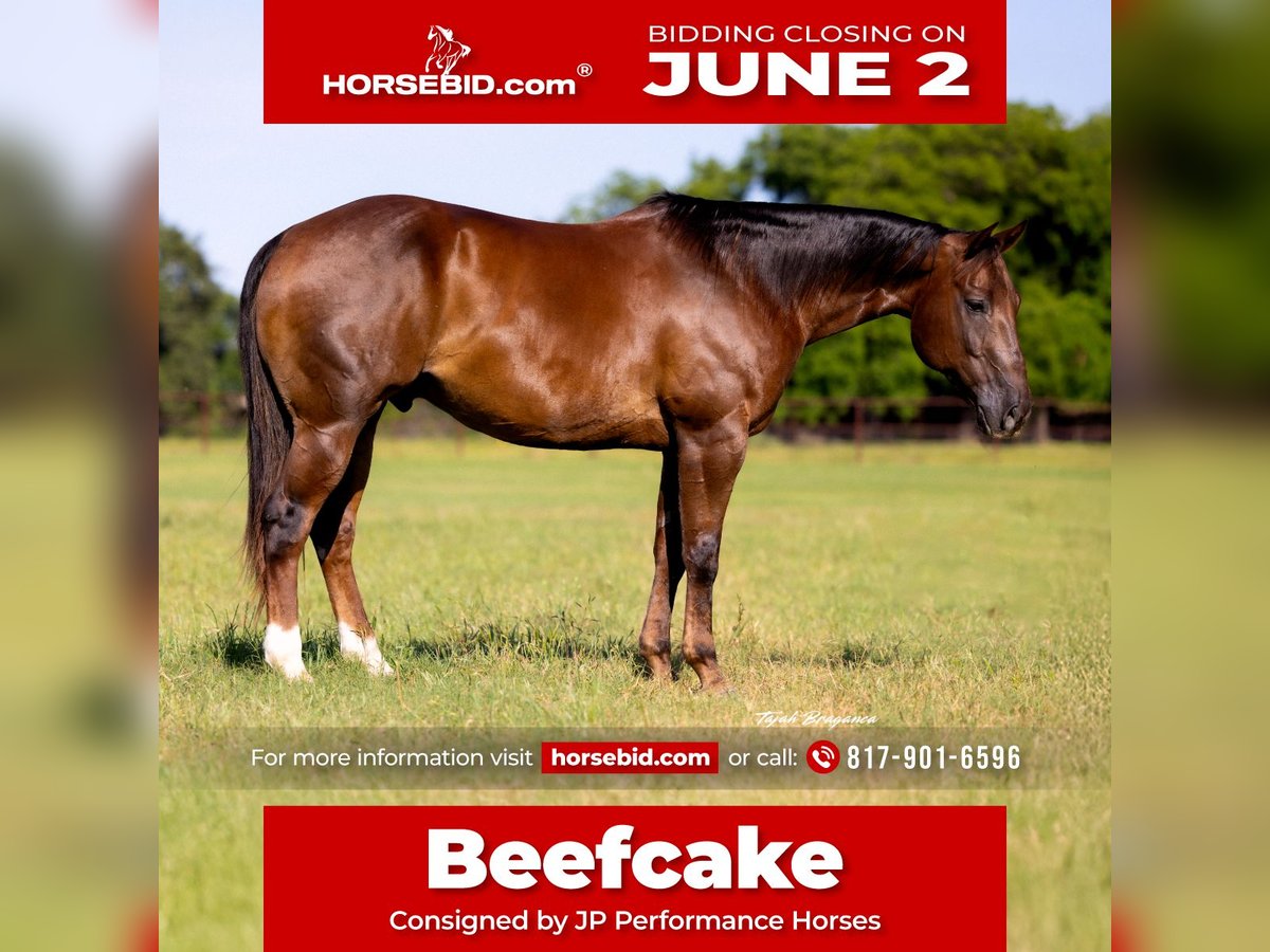 American Quarter Horse Wallach 10 Jahre 163 cm Rotfuchs in Weatherford, TX