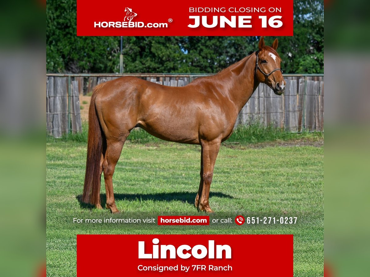 American Quarter Horse Wallach 10 Jahre 165 cm Rotfuchs in Lipan, TX