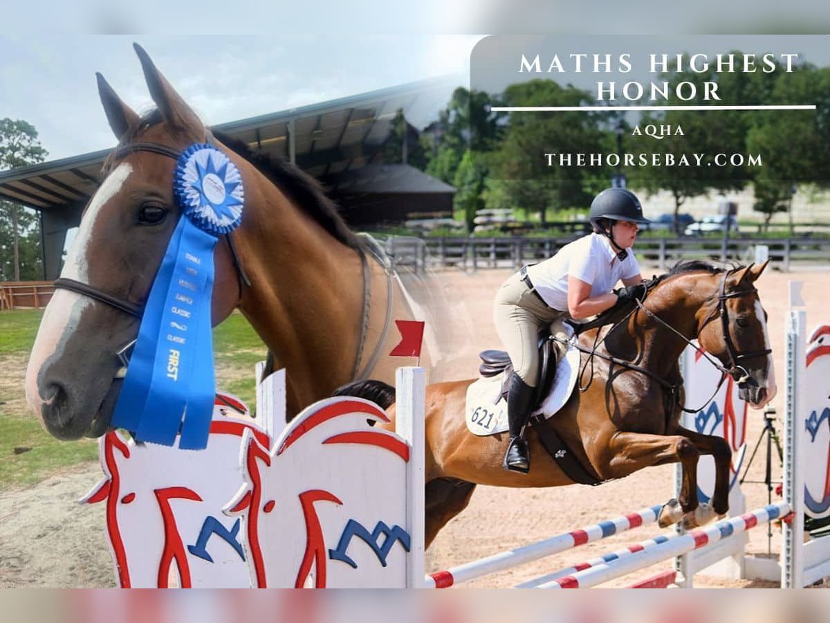 American Quarter Horse Wallach 10 Jahre 168 cm Rotbrauner in Iva, SC