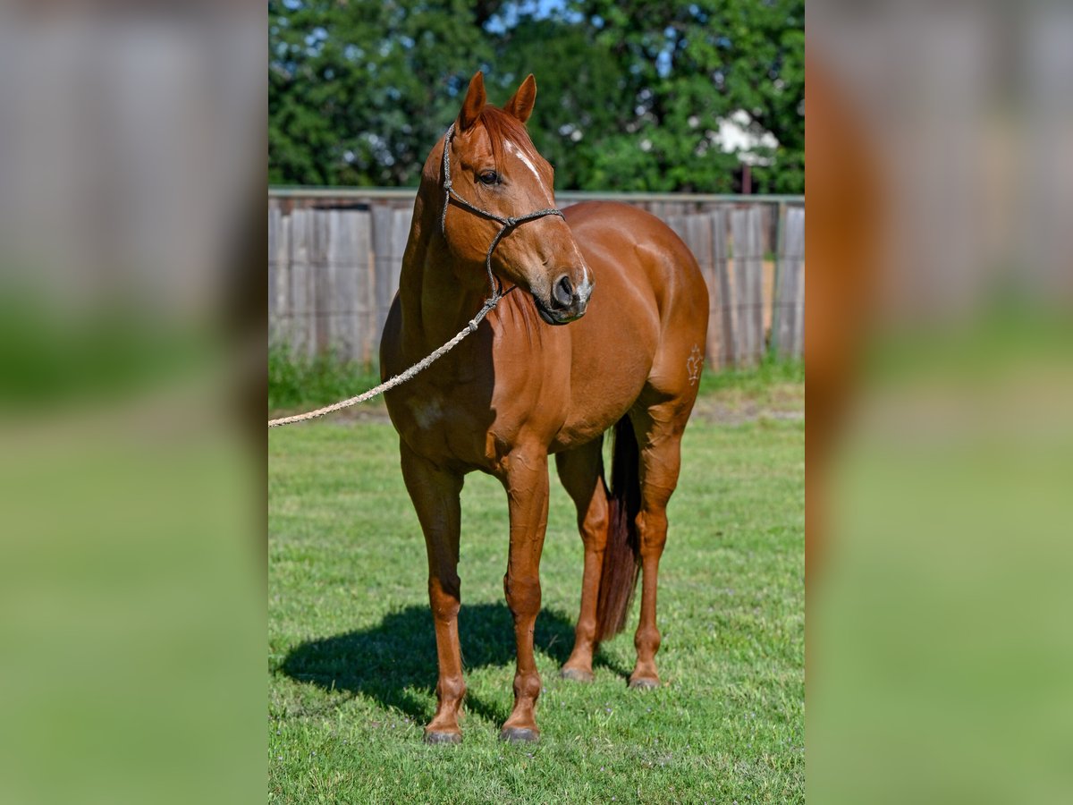 American Quarter Horse Wallach 10 Jahre Rotfuchs in Forney