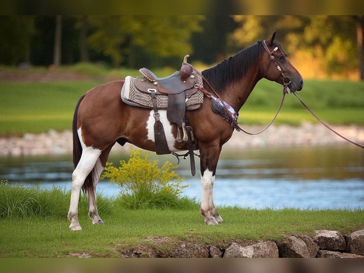 American Quarter Horse Wallach 10 Jahre Schecke in Fort Collins