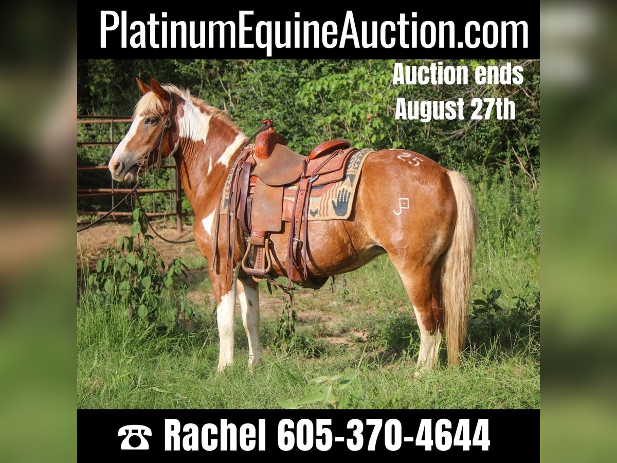 American Quarter Horse Wallach 11 Jahre 137 cm Tobiano-alle-Farben in Rusk TX