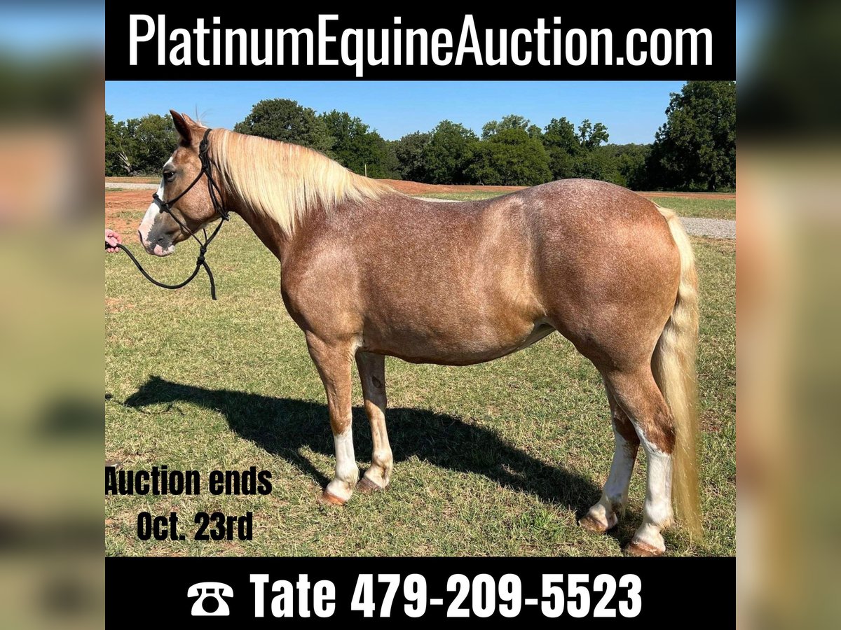 American Quarter Horse Wallach 11 Jahre 142 cm Palomino in stillwater OK