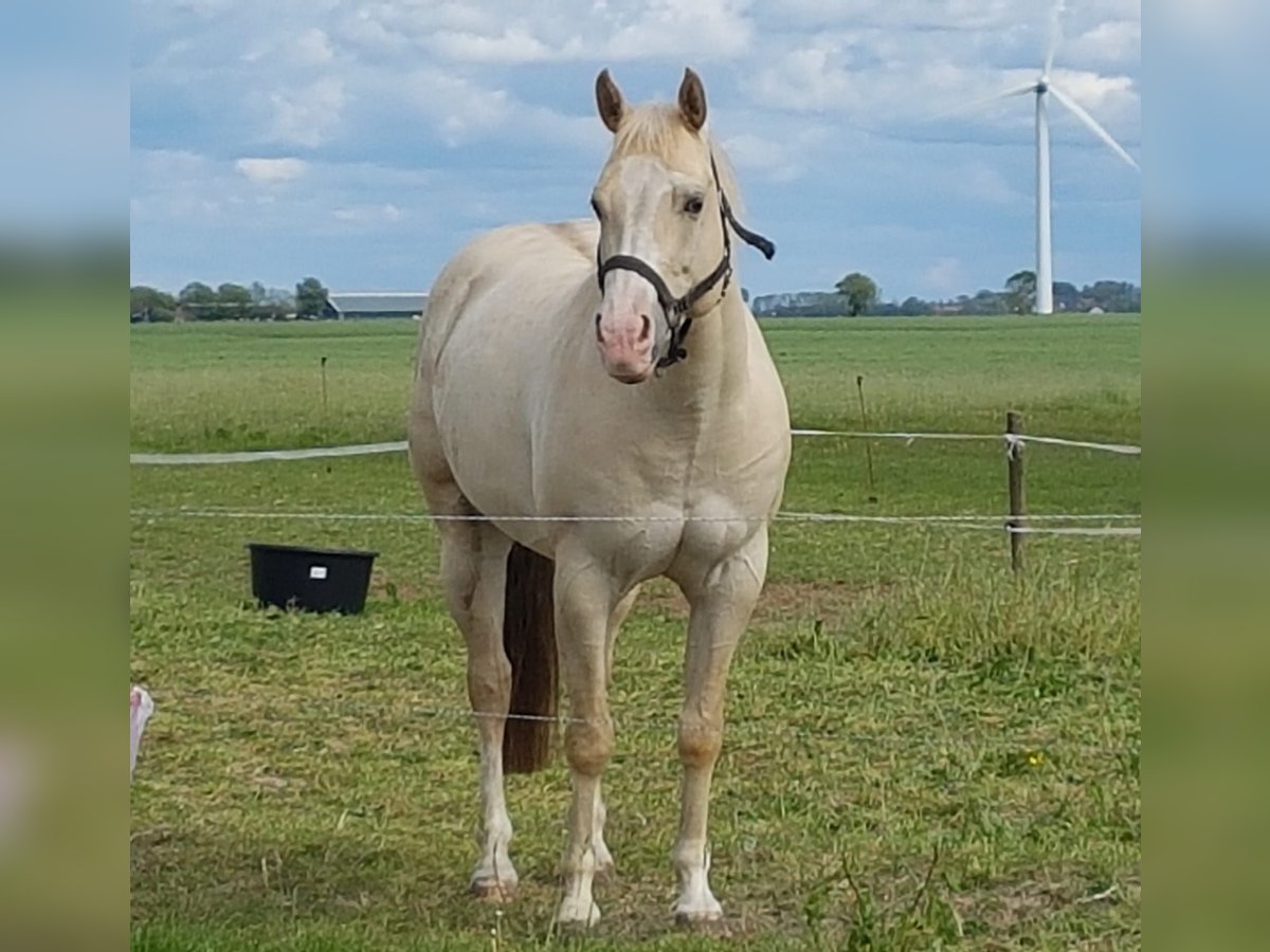 American Quarter Horse Wallach 11 Jahre 147 cm Champagne in Blije