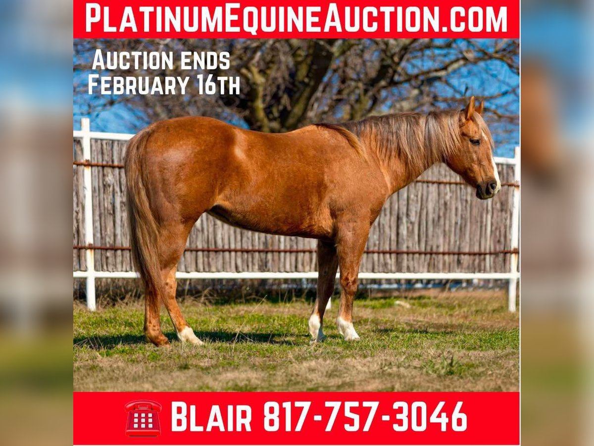 American Quarter Horse Wallach 11 Jahre 147 cm Palomino in Weatherford TX