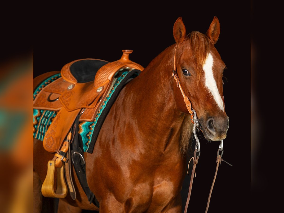 American Quarter Horse Wallach 11 Jahre 150 cm Fuchs in V&#xF6;cklabruck