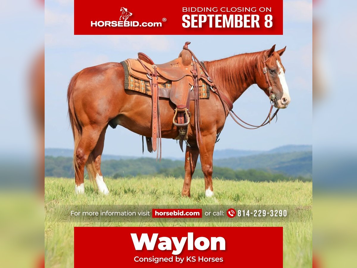 American Quarter Horse Wallach 11 Jahre 150 cm Rotfuchs in Clarion
