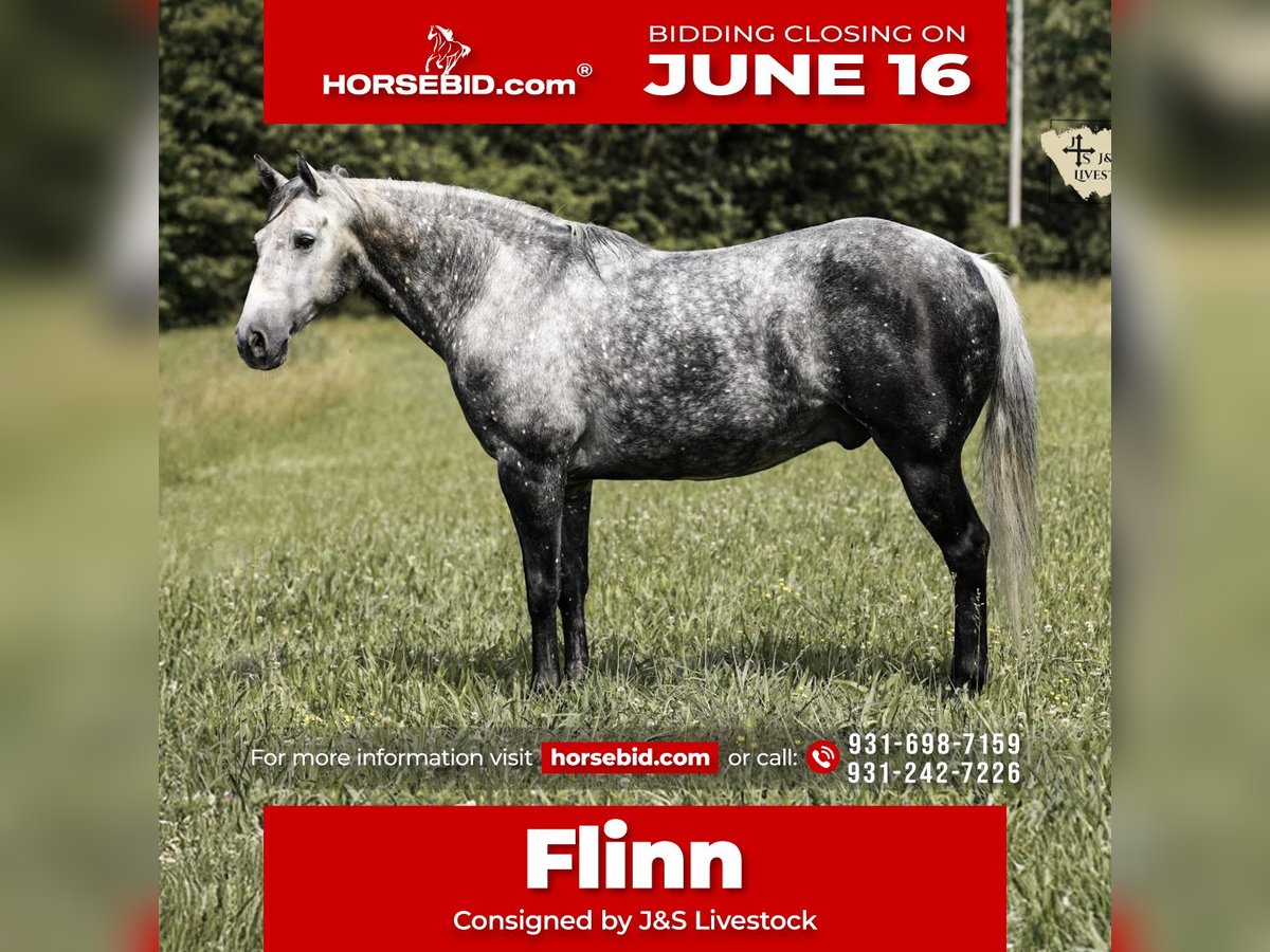 American Quarter Horse Wallach 11 Jahre 152 cm Apfelschimmel in Santa Fe, TN