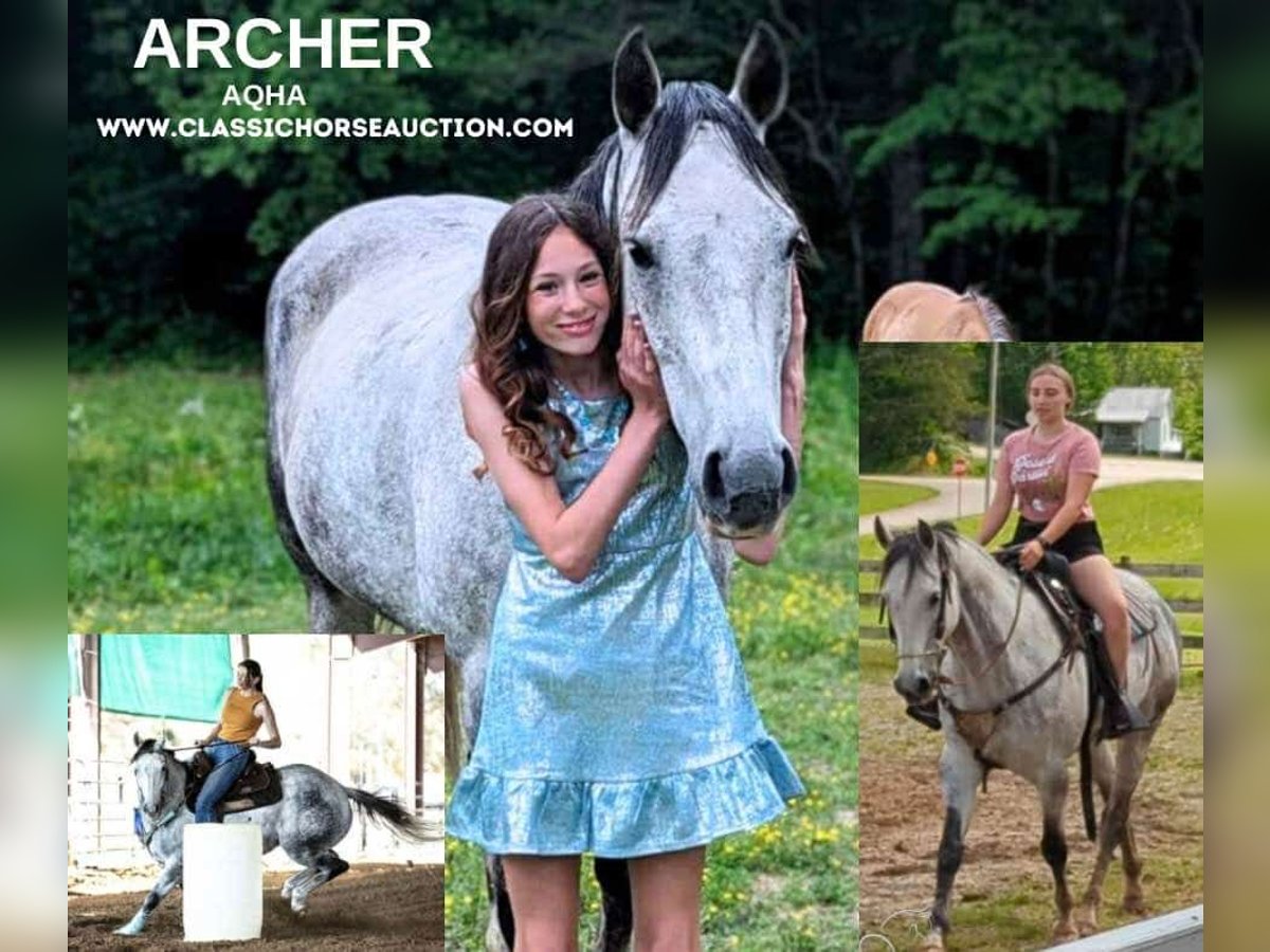 American Quarter Horse Wallach 11 Jahre 152 cm Apfelschimmel in Spencer, tn