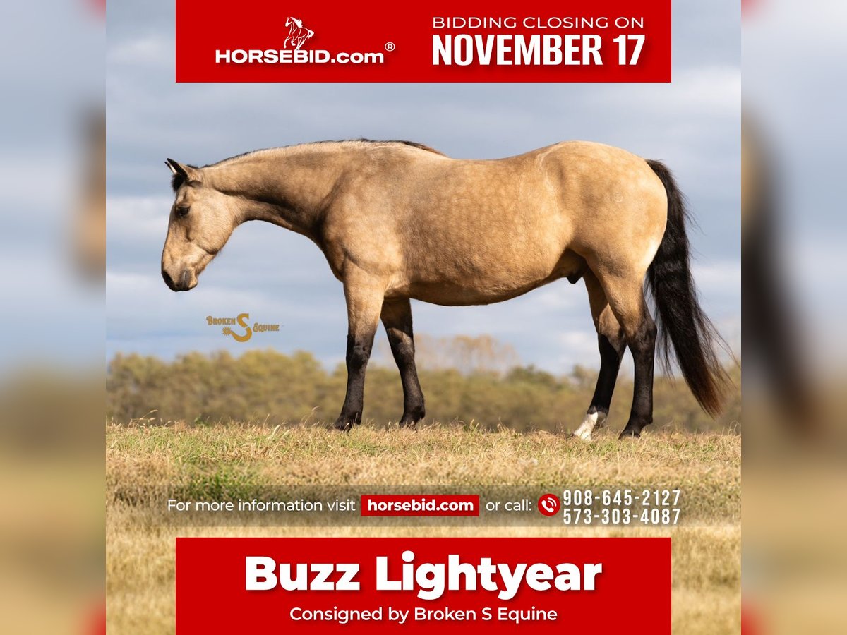 American Quarter Horse Wallach 11 Jahre 152 cm Buckskin in Bogard