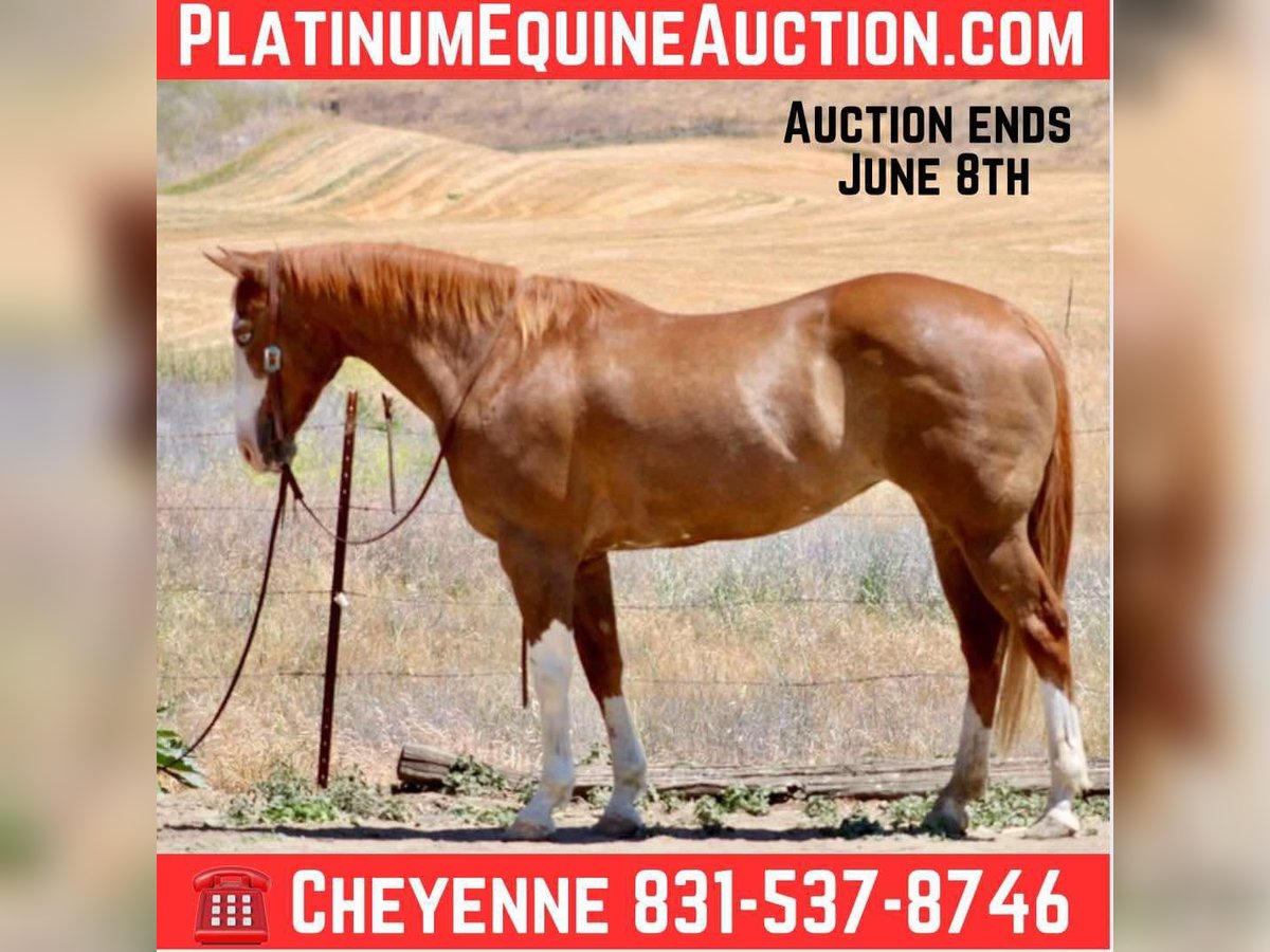 American Quarter Horse Wallach 11 Jahre 152 cm Dunkelfuchs in BItterwater CA
