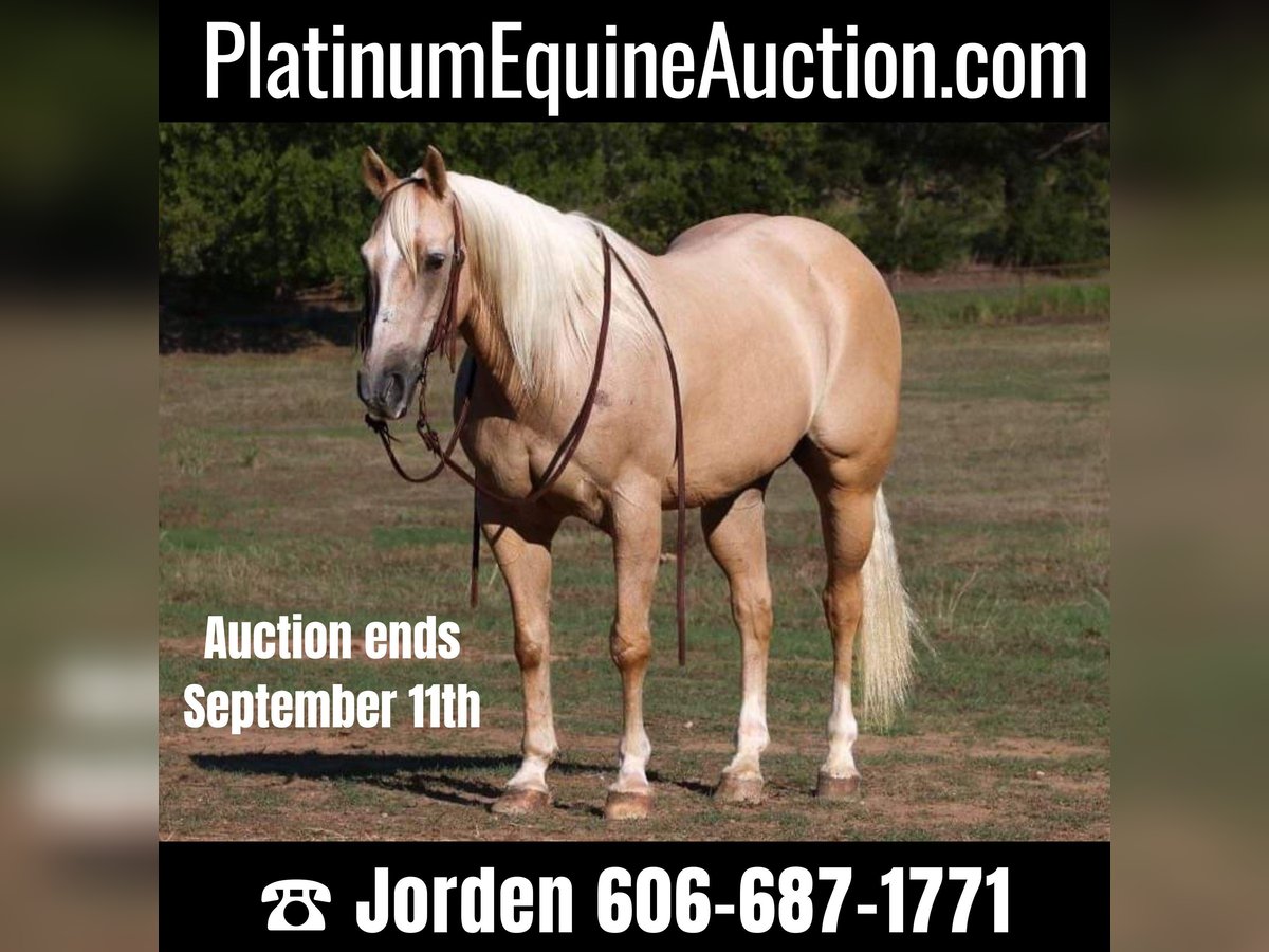 American Quarter Horse Wallach 11 Jahre 152 cm Palomino in Cleburne TX